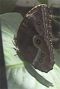 Picture of Butterfly